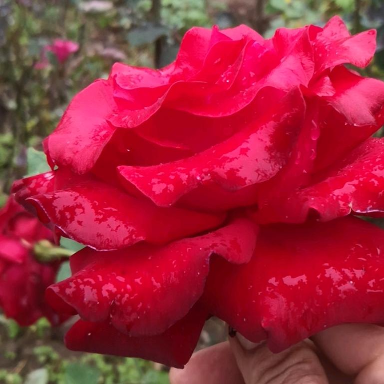 美^O^