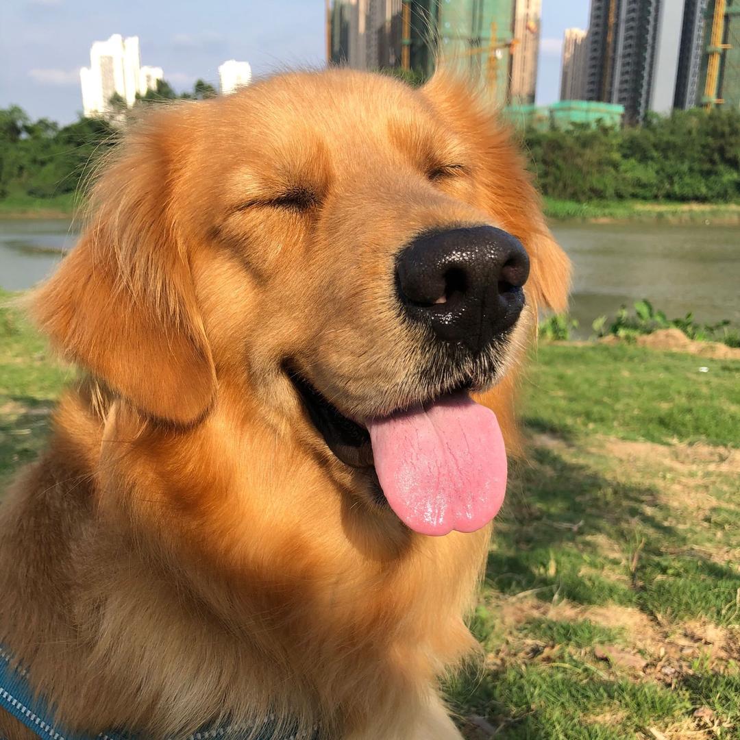 牙不齐图图