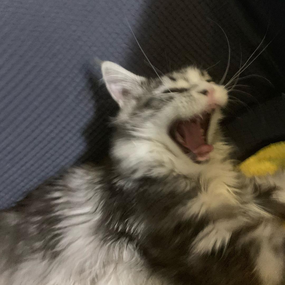 布鲁斯你别闹@抖音