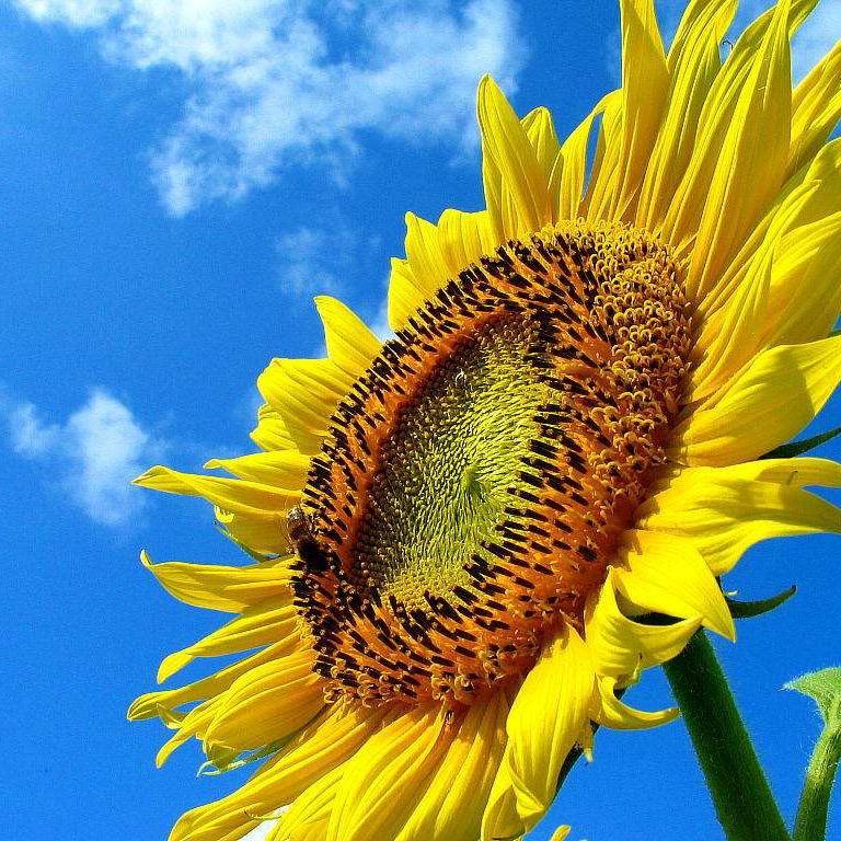 向日葵🌻🌻🌻