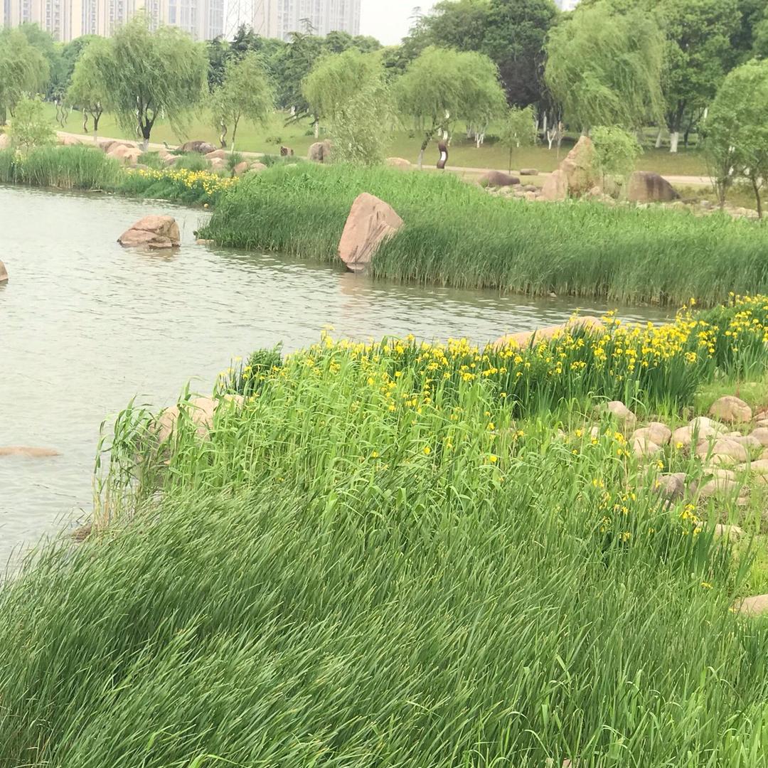 丽