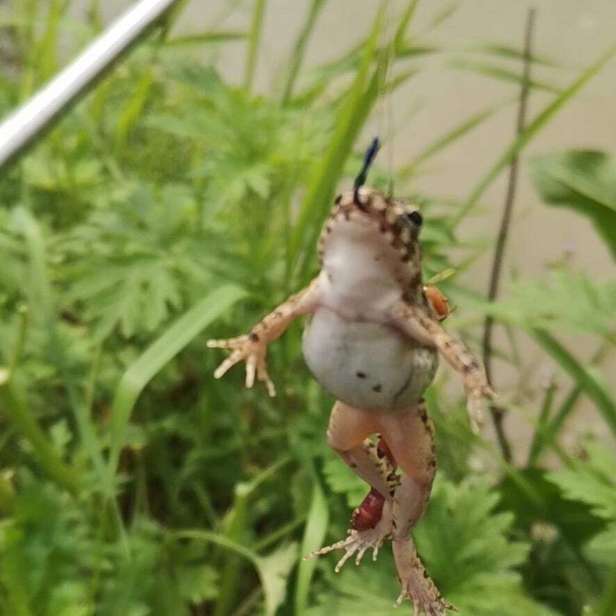 🐯虎