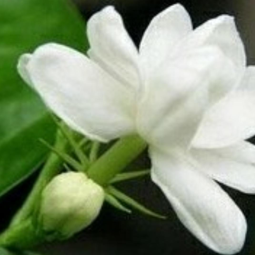 茉莉花香