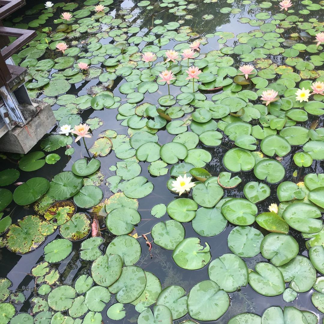 素珍