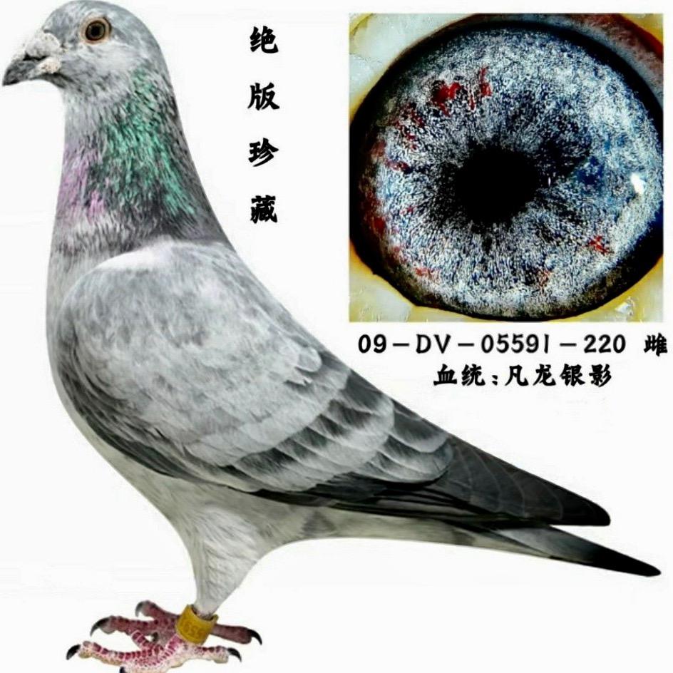 华南虎鸽舍