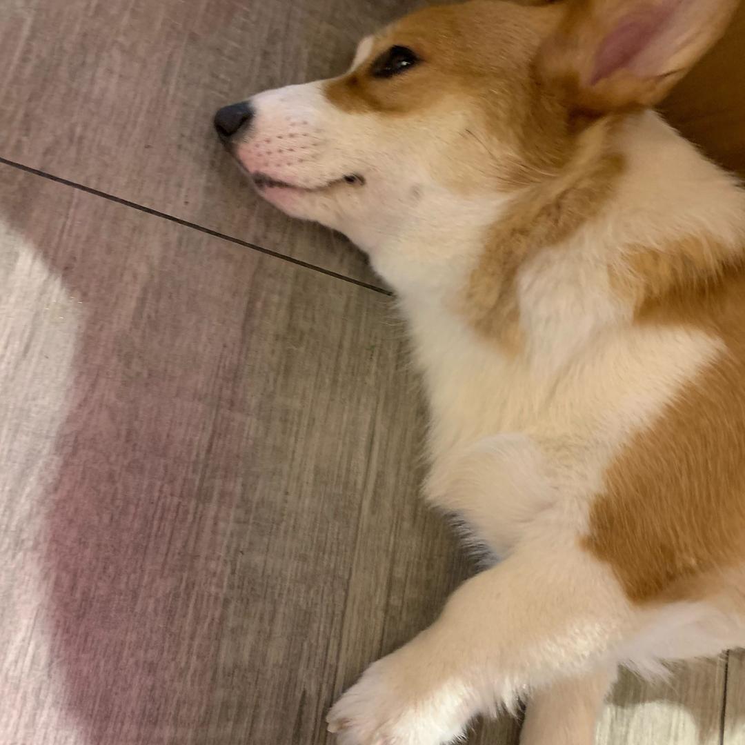 好想睡大觉的CC