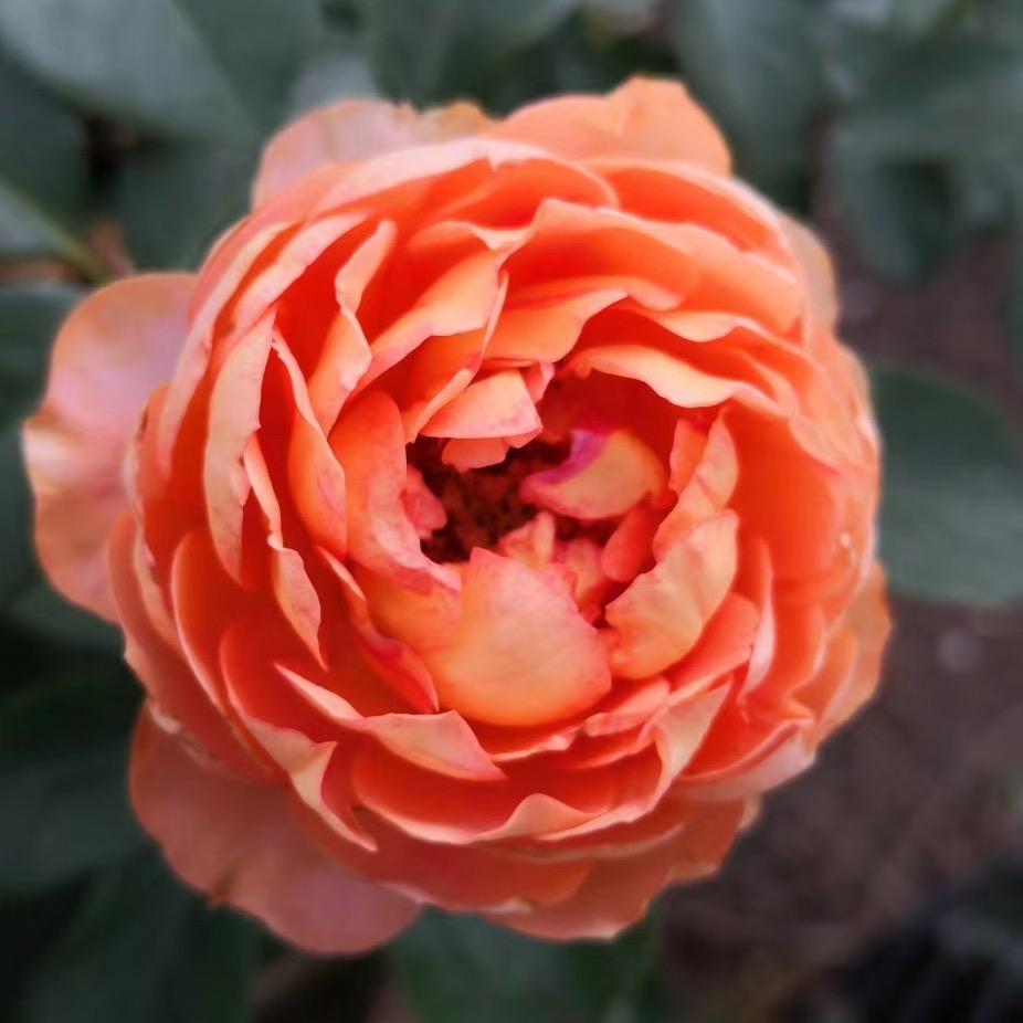 磊森花卉个体店