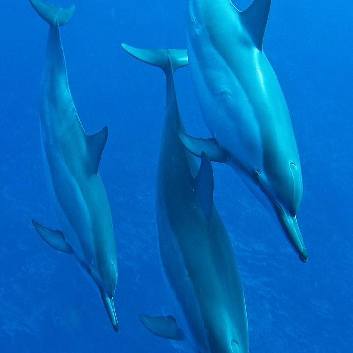 燕子