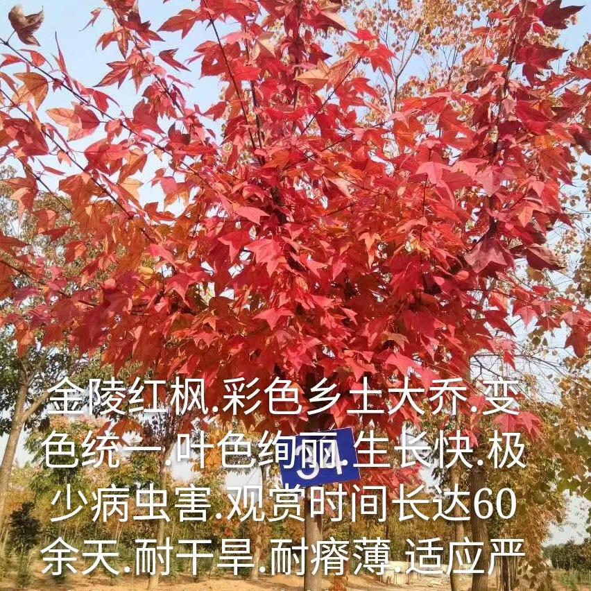 永信园林绿化工程基地