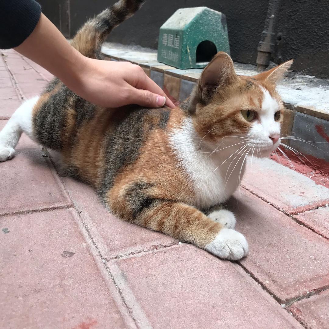 萝萝萝憋钙