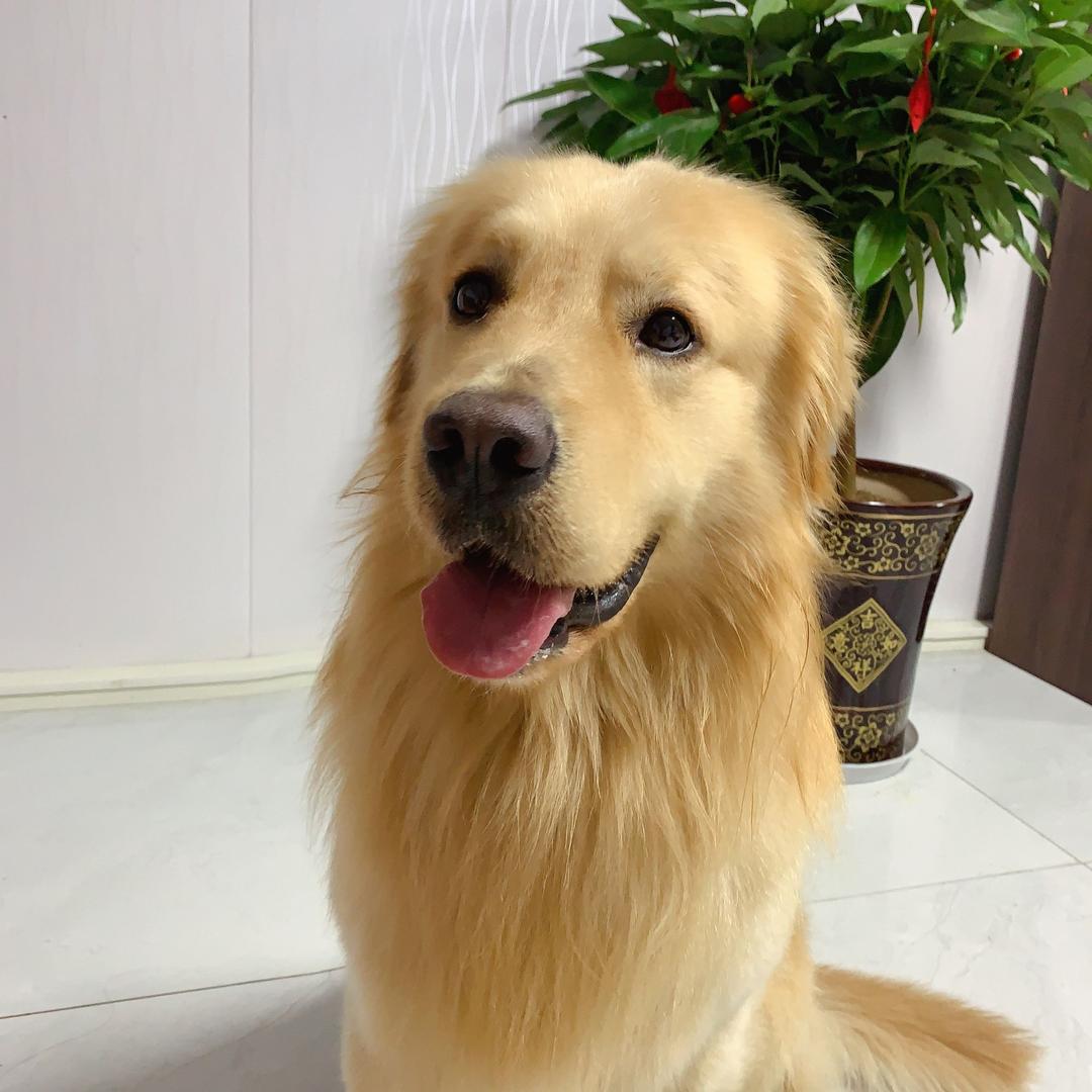 南通阳光训犬基地