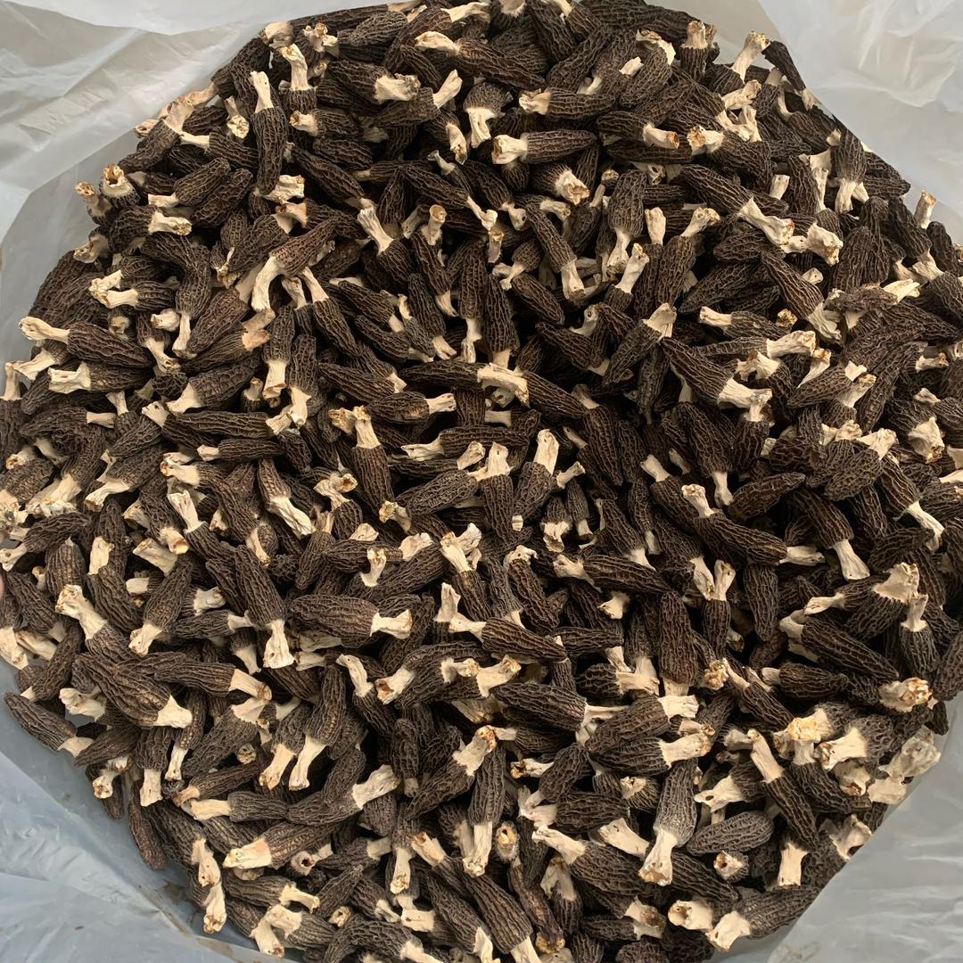 大量收购羊肚菌李伟