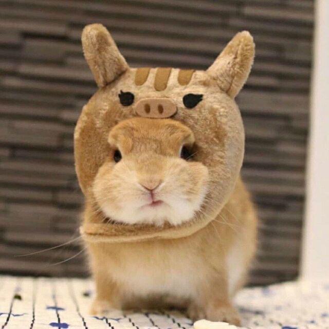 懒趴趴的流氓兔~