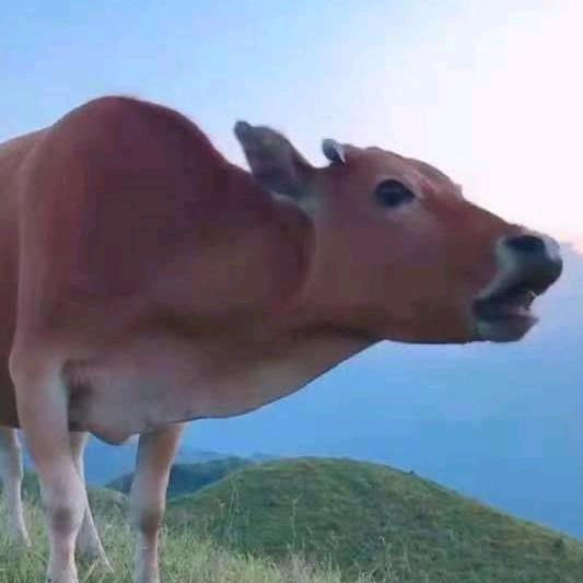 远航