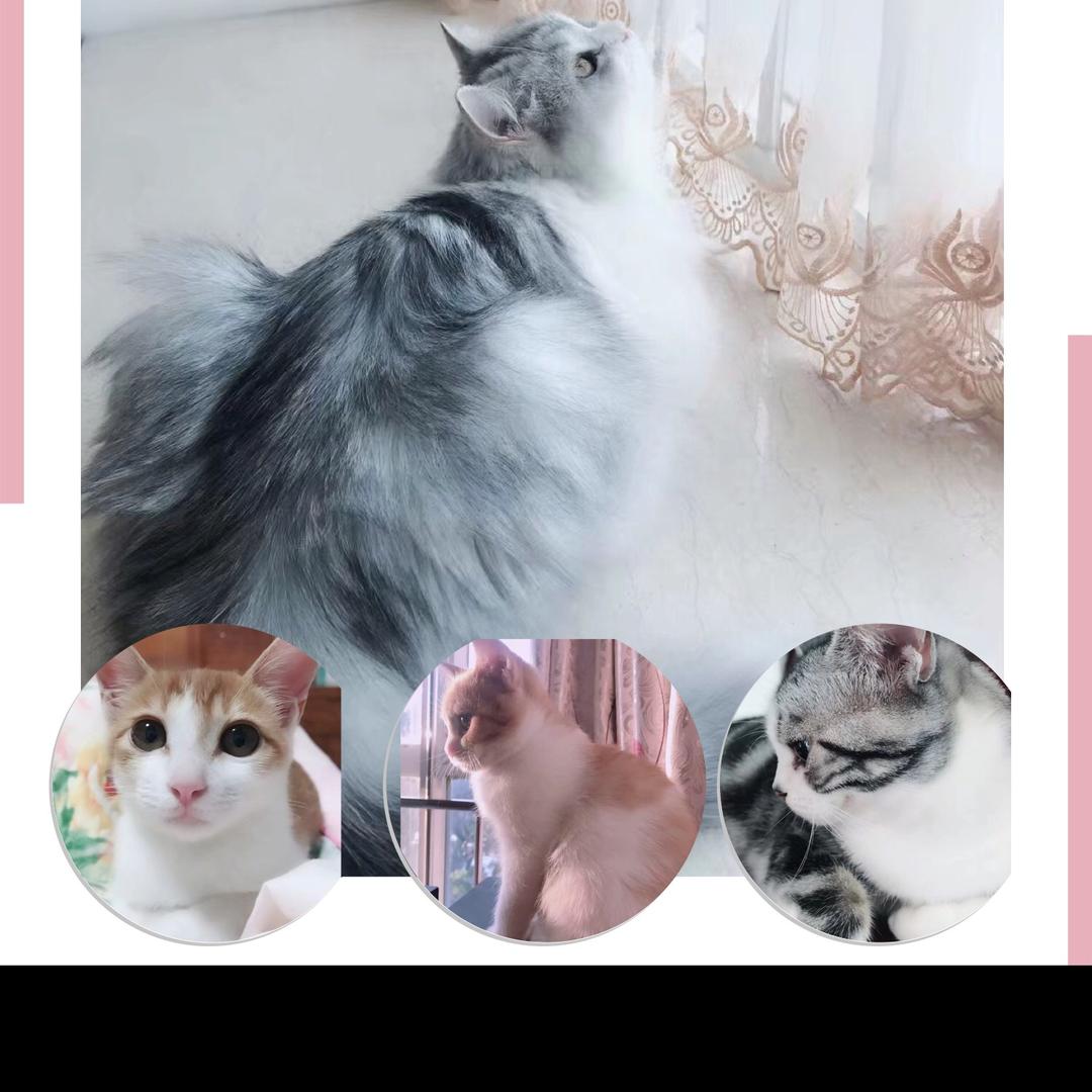 我和猫