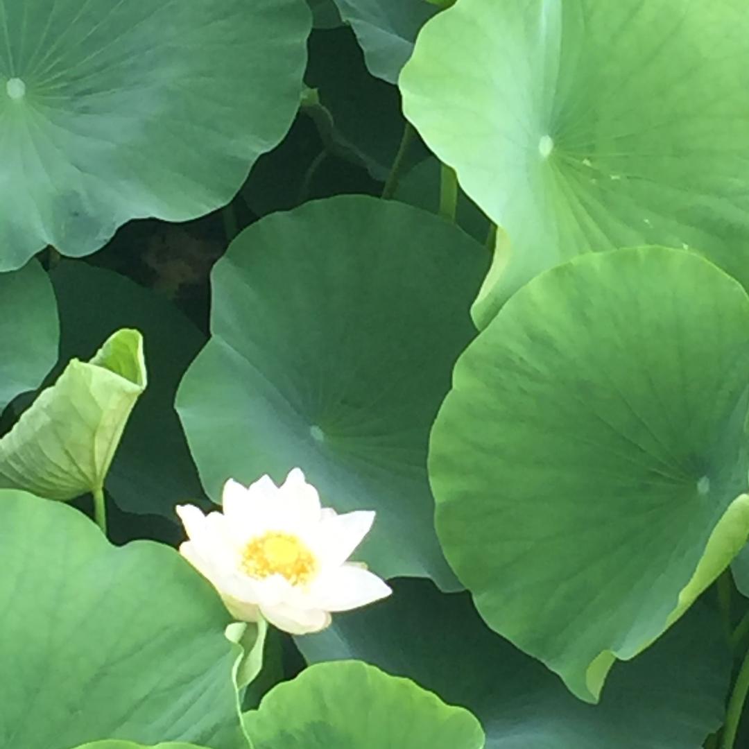 熏衣草