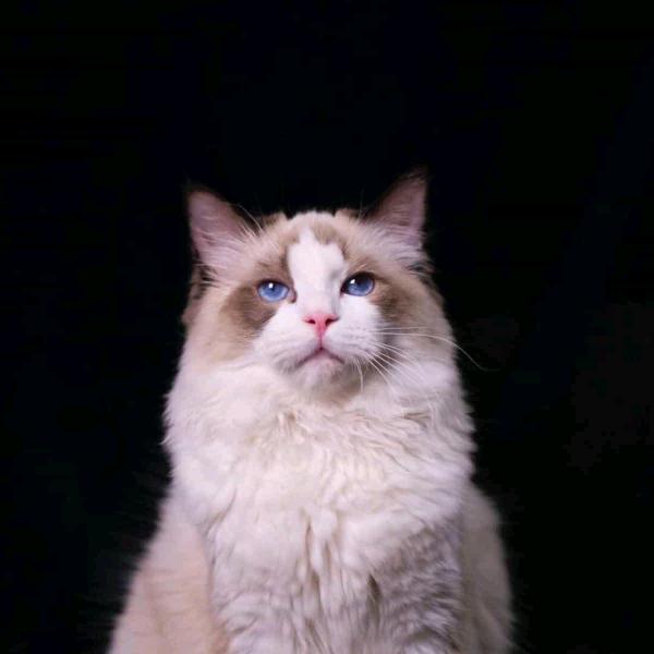 @^森v    wz836846934