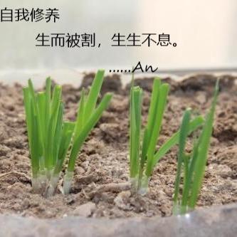 韭菜.