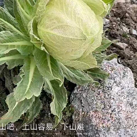 陏心