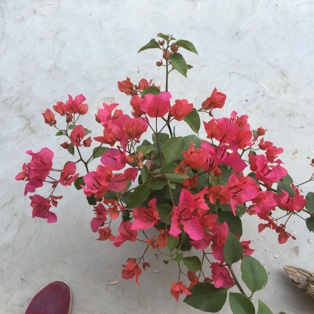 菩萨庇护，健康好运。