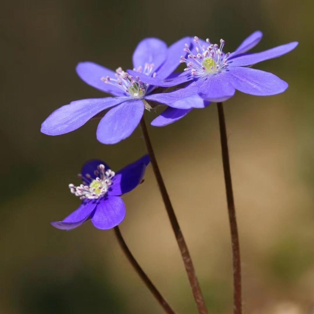 淡淡月