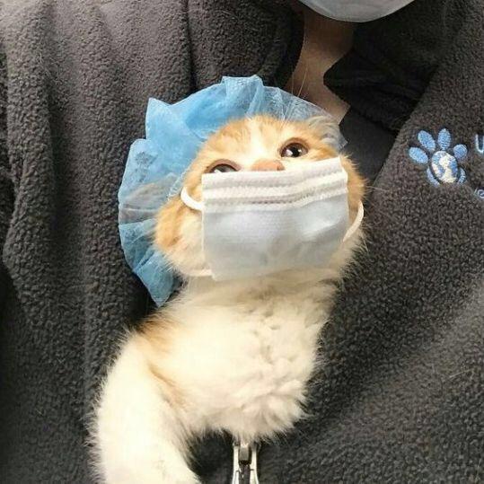 虾仁凶手