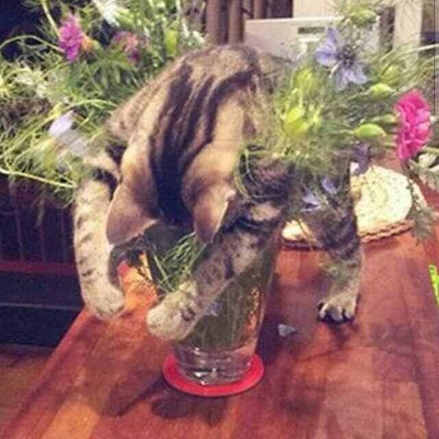 凶宅里的猫
