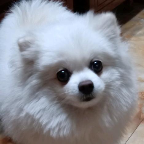 鸿运当头