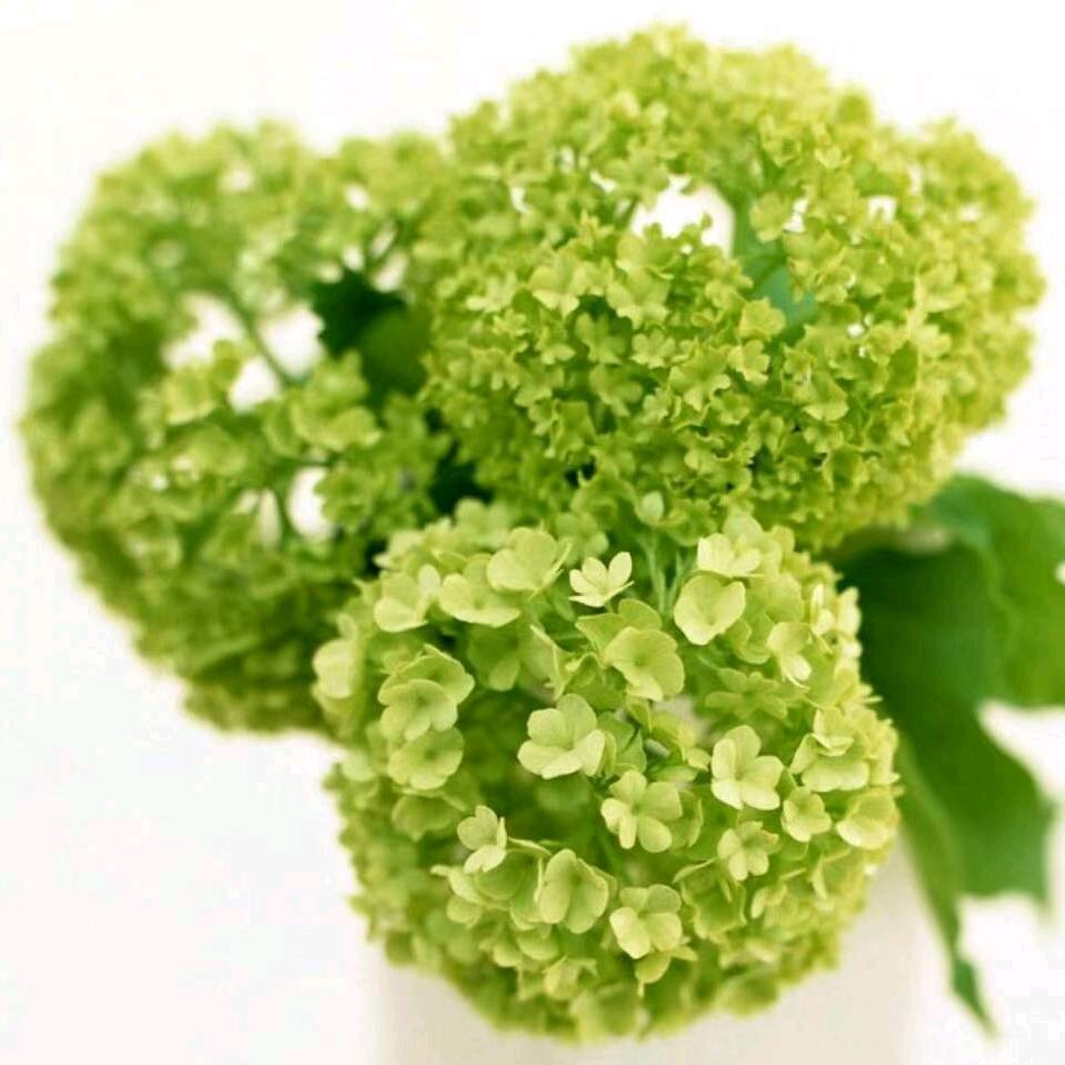 谷村卖菜一姐！花。