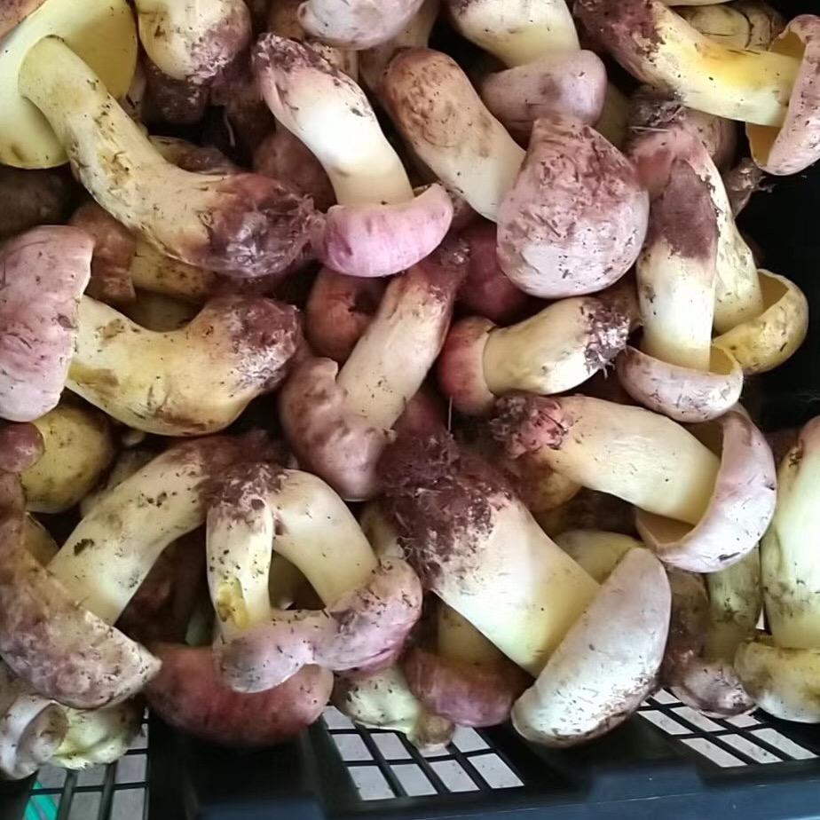 🐉凤舞九天🐉