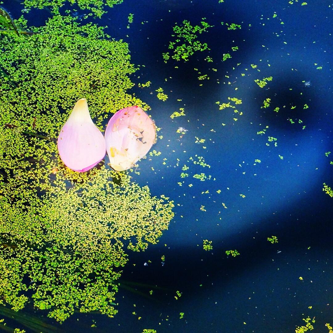 华雨文