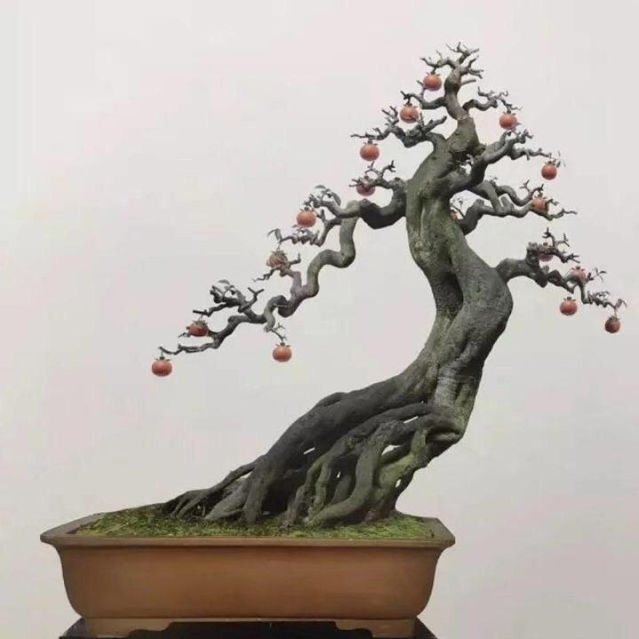 长阳方氏盆景园