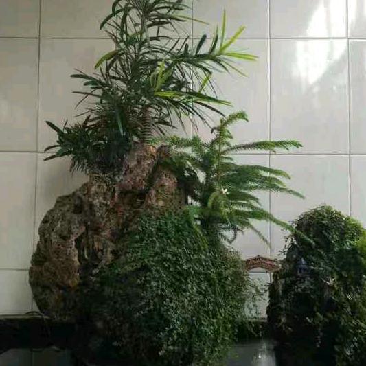 大卫