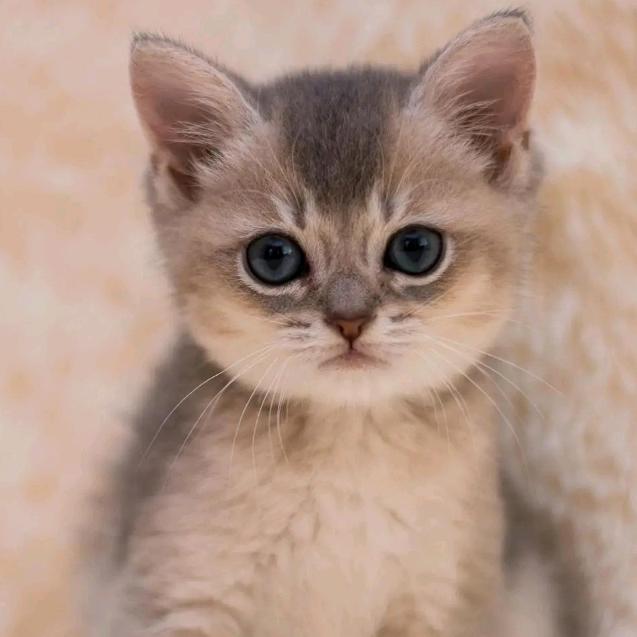 💕ꦿ①路向杨᭄ꦿ໌້ᮨ