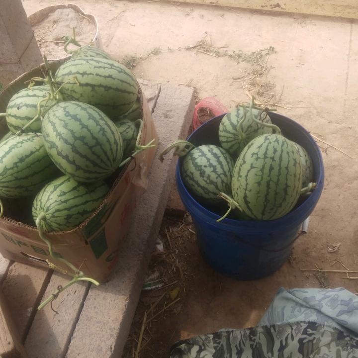 种瓜大王