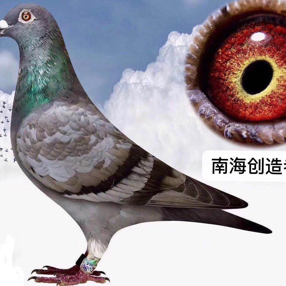 （闽）南台鸽园