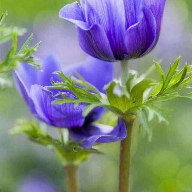 舂暖花开