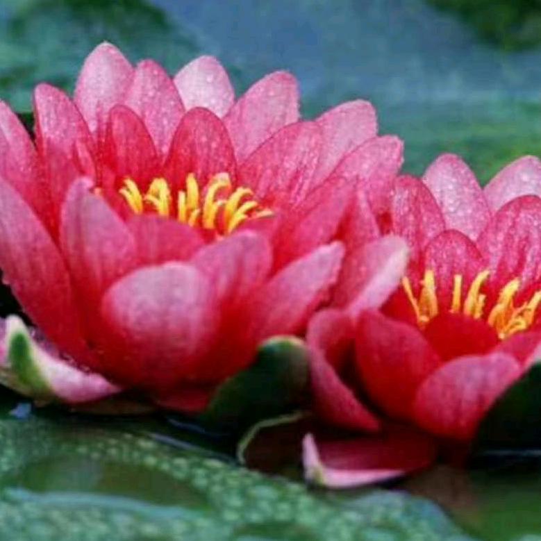 莲花雨
