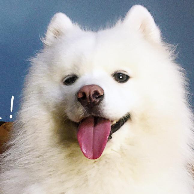 辣条是只萨摩耶（6🈷29号8岁生日版）@抖音