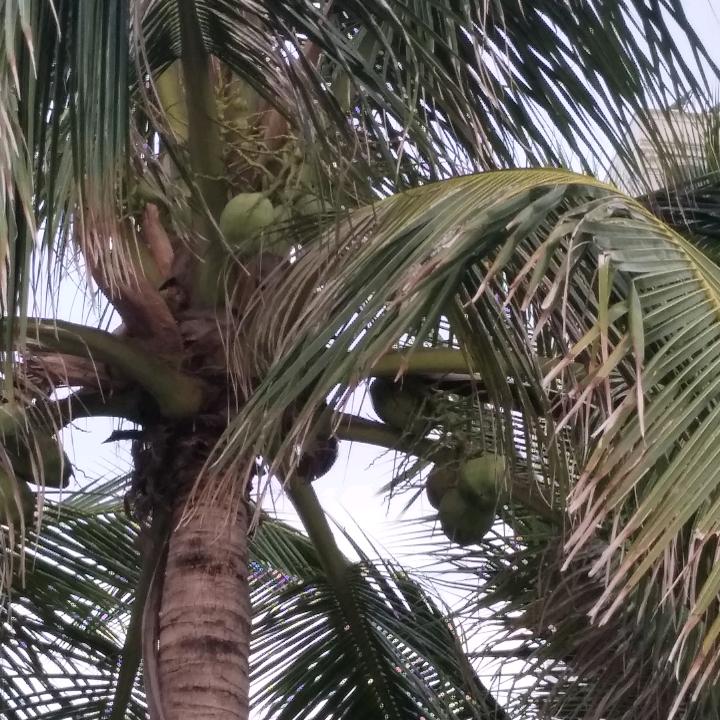 松松