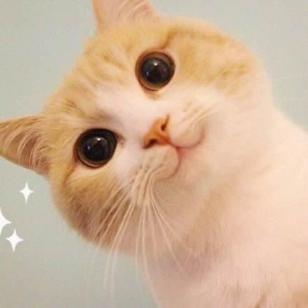 猫小猫   ✨