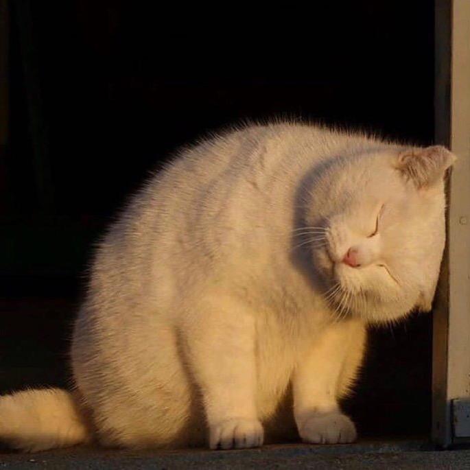 单眼