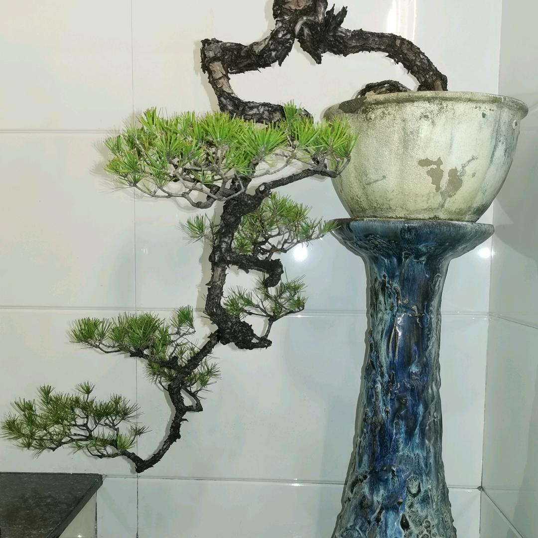 盆中有景