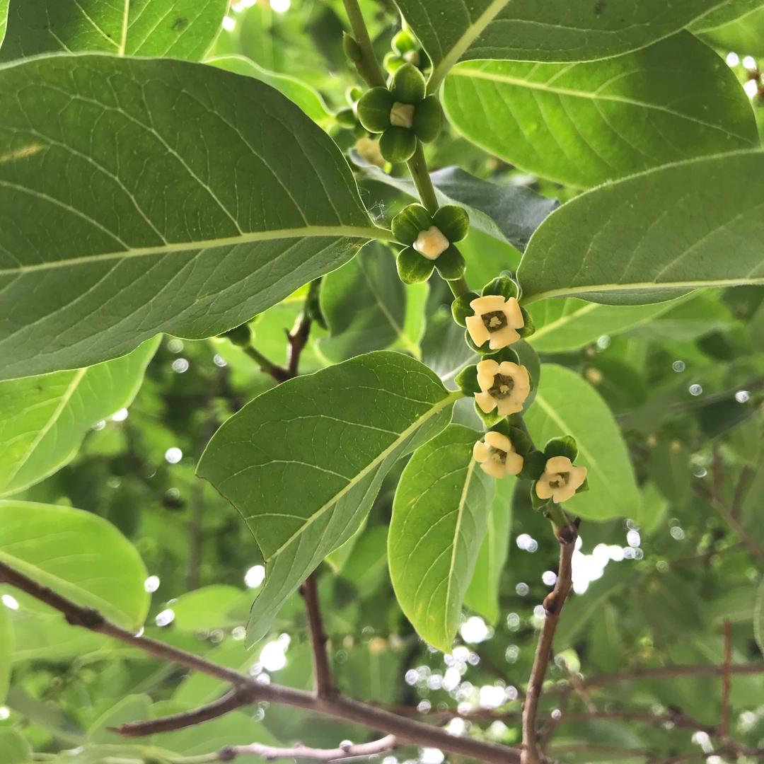 萌小萌的萌