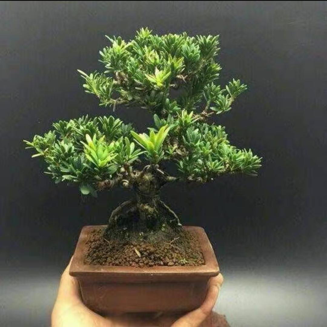 蓝天