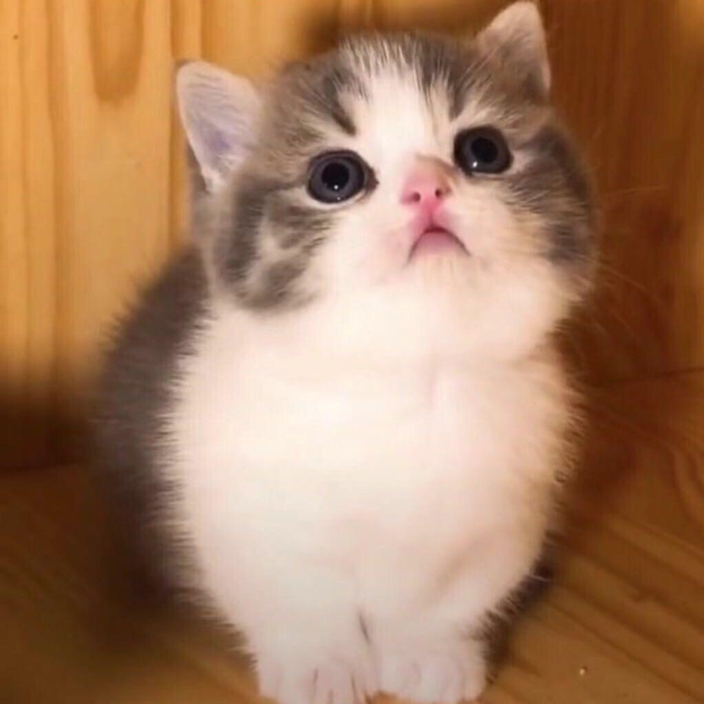 じZg灬闪光