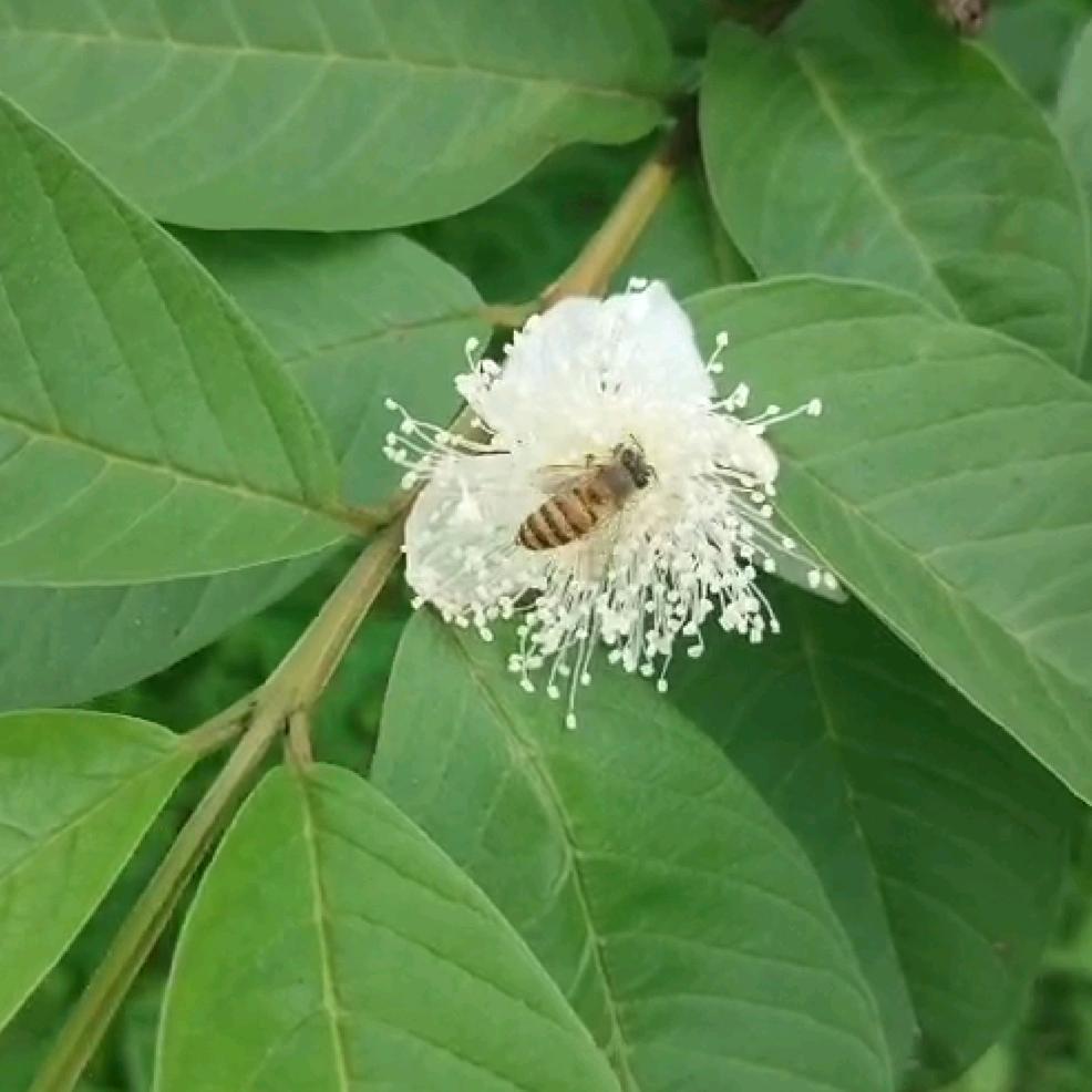 阳光芭乐