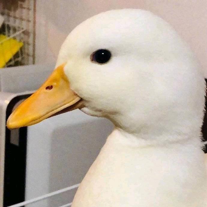达咩