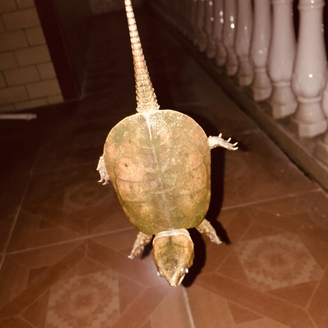 兴星