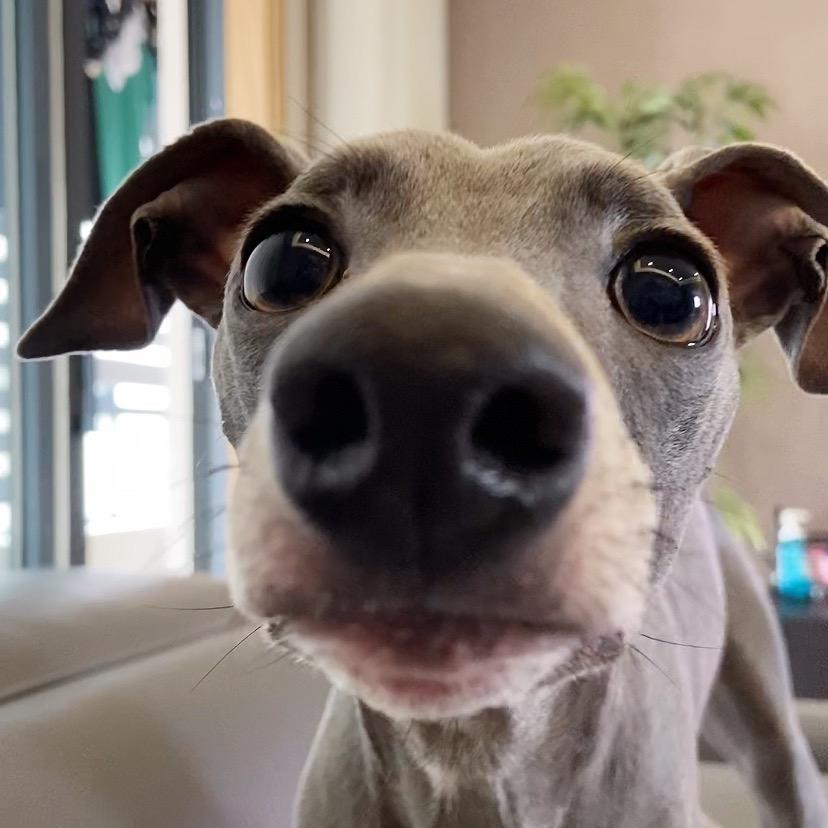 钻衣怪兽🐶奥利奥小饼干@抖音